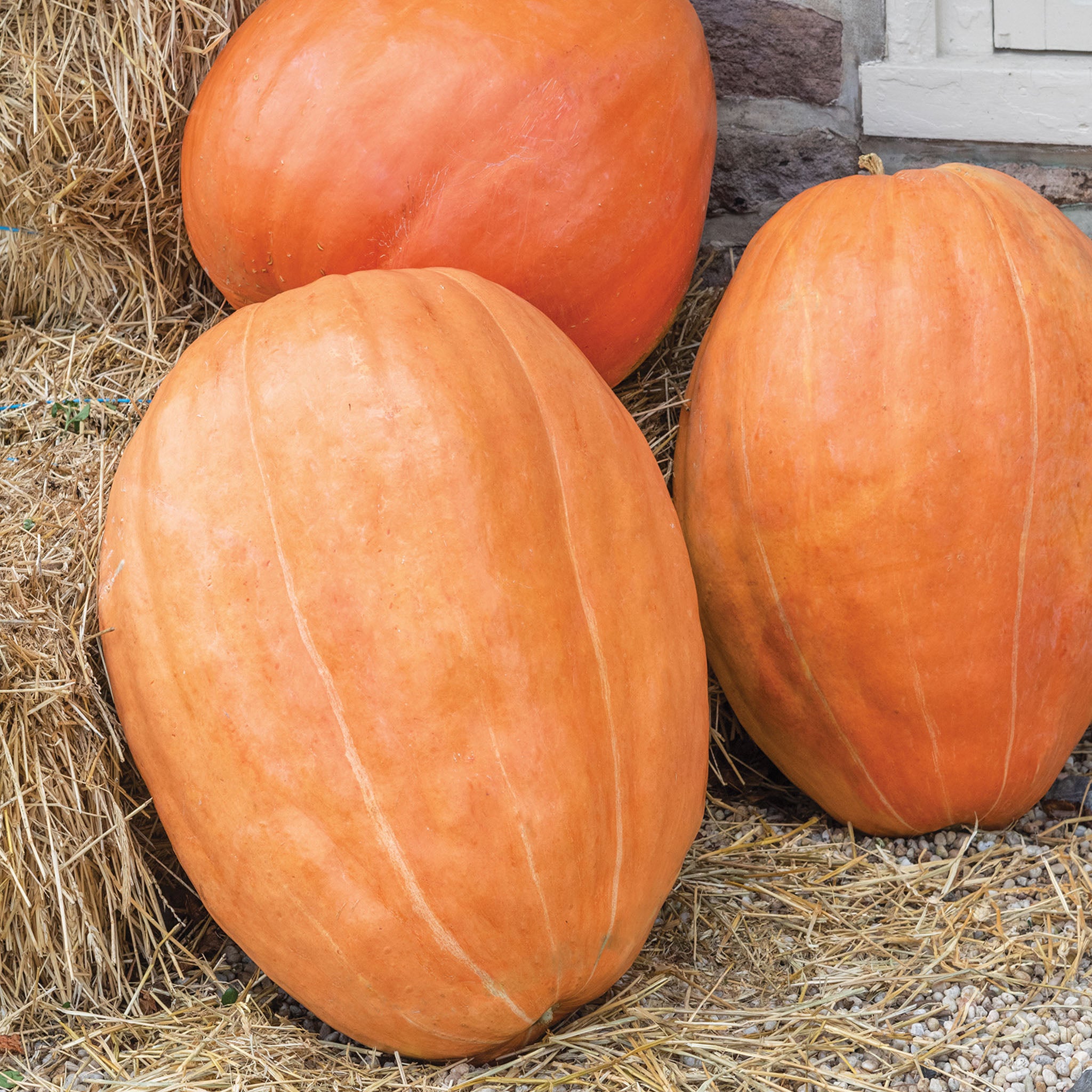 First Prize Pumpkin