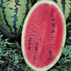 Allsweet Organic Watermelon