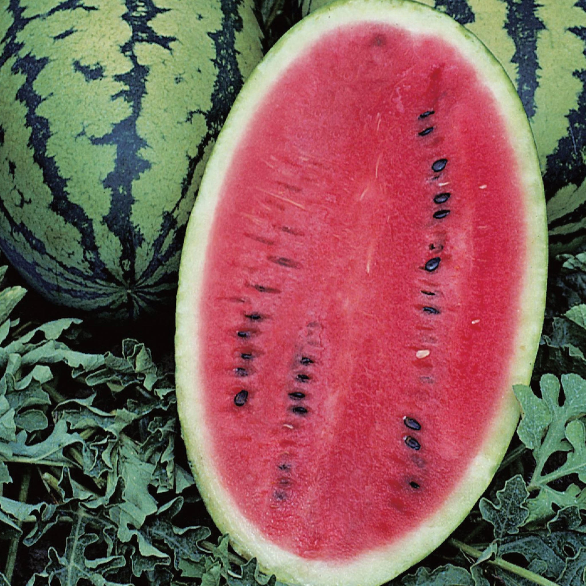 Allsweet Organic Watermelon