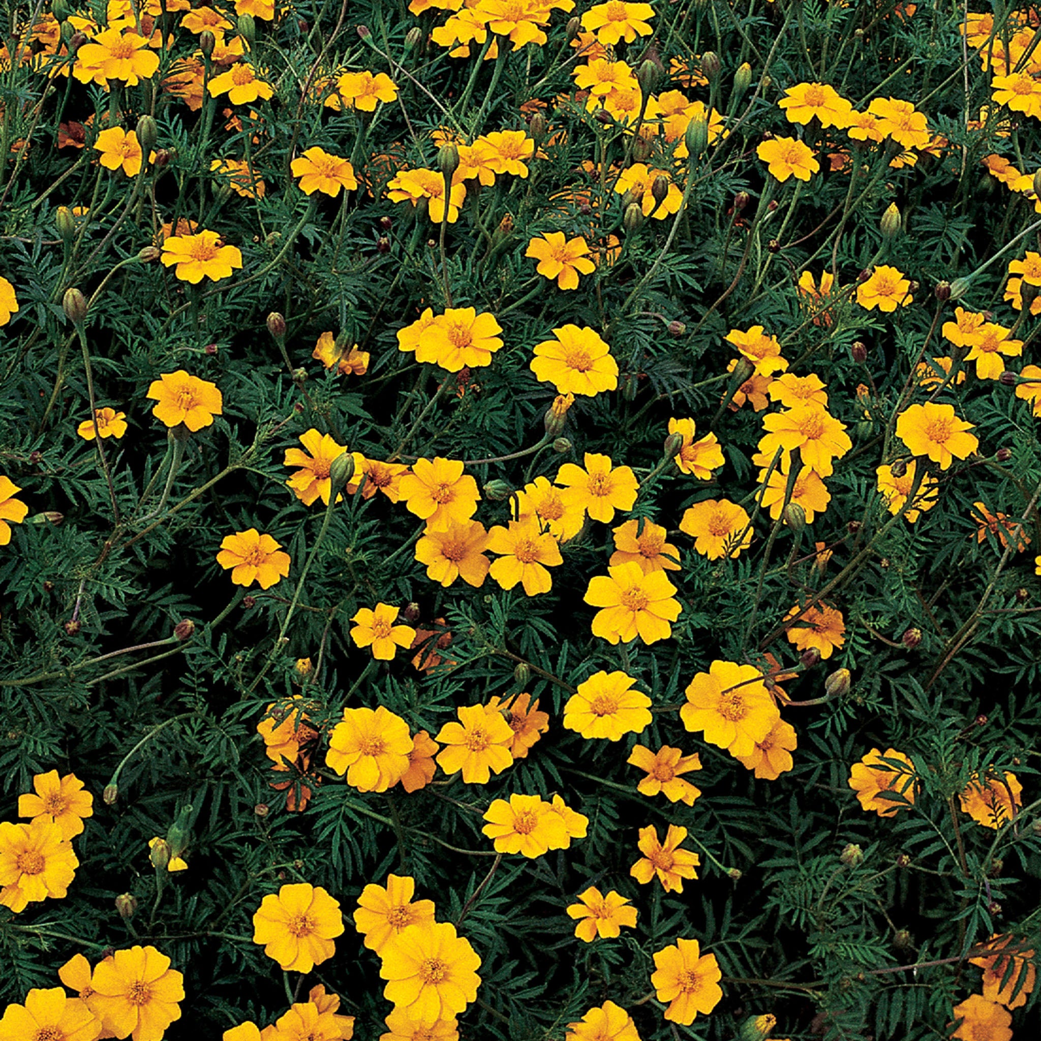 Nema-Gone Marigold