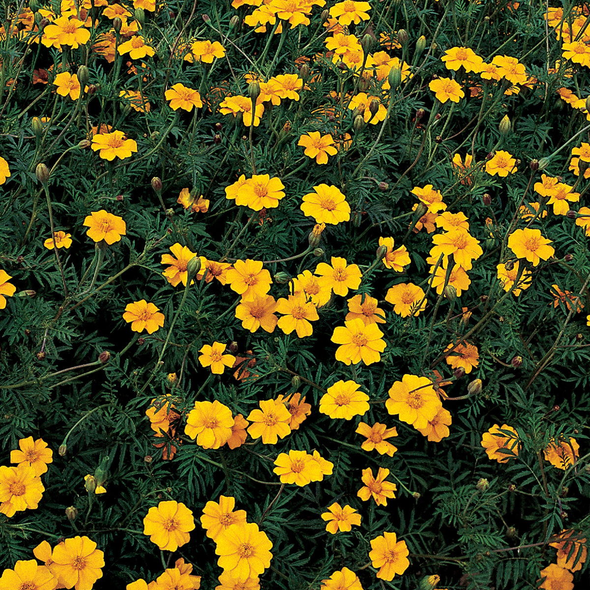 Nema-Gone Marigold