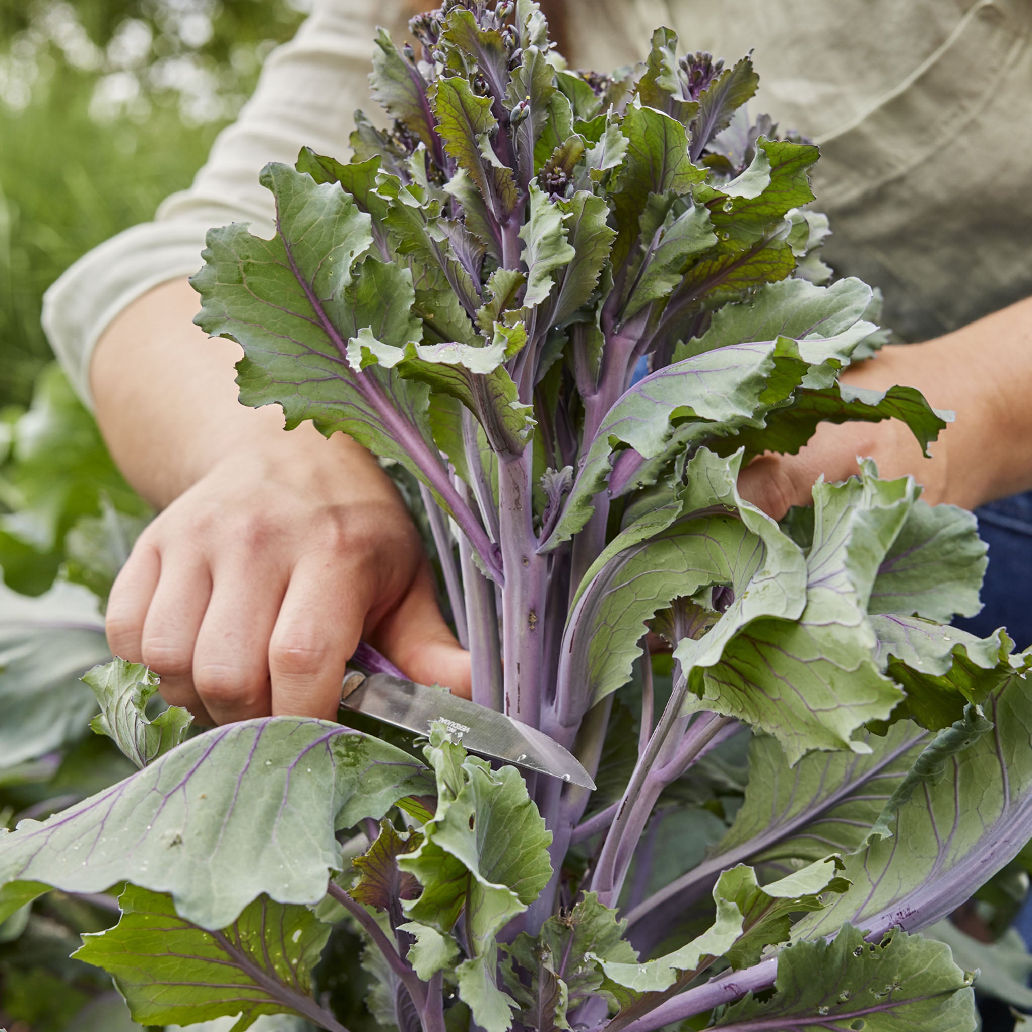 Purplelicious Sprouting Broccoli