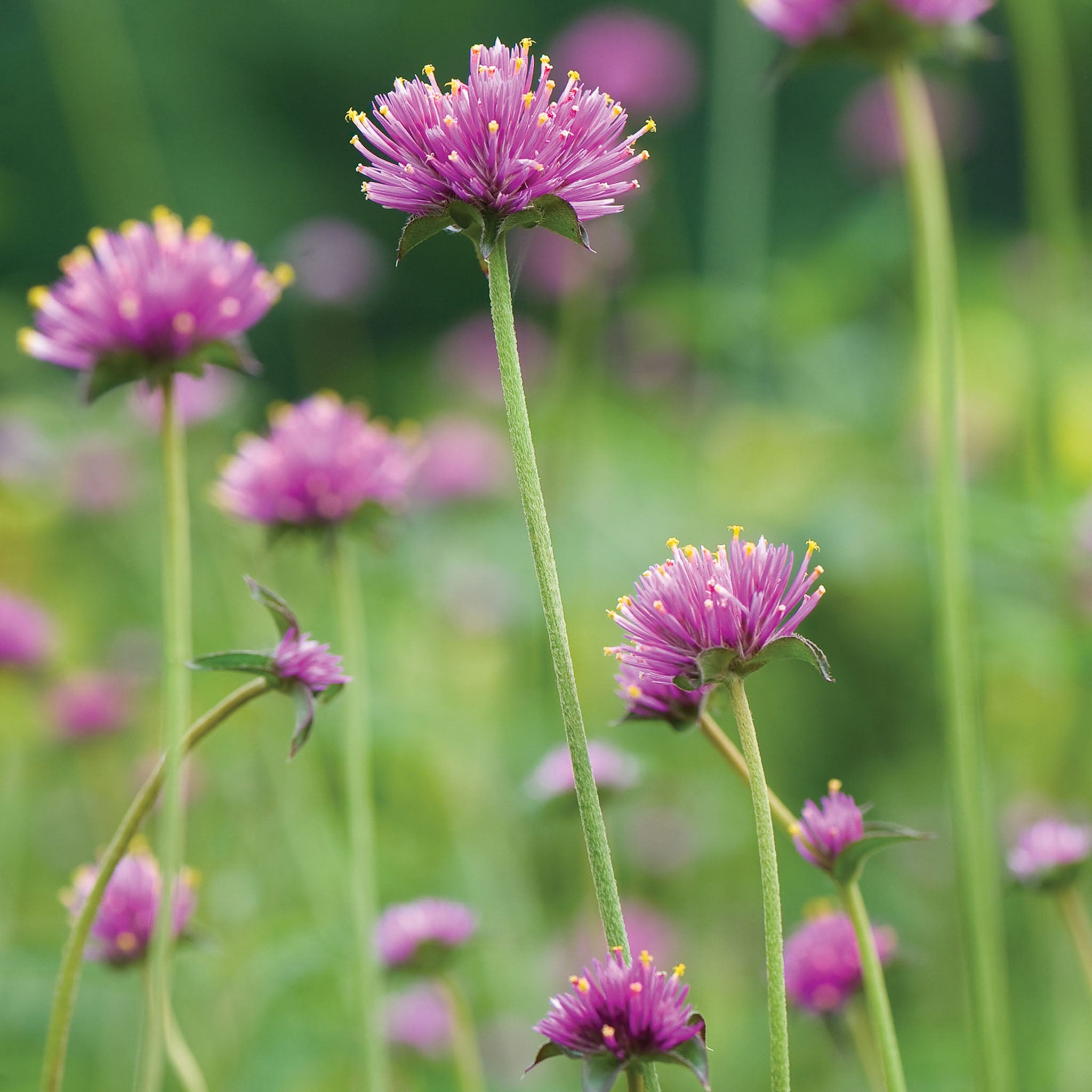 Fireworks Gomphrena