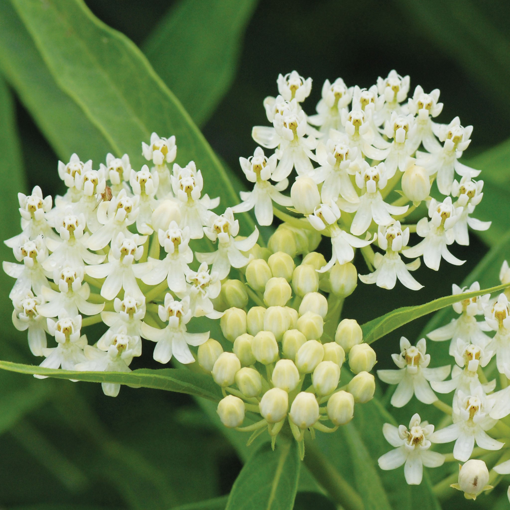 Ice Ballet Asclepias Incarnata