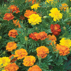 Happy Days Mixed Colors Marigold