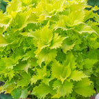 Wasabi Coleus