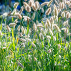 Bunny Ornamental Grass
