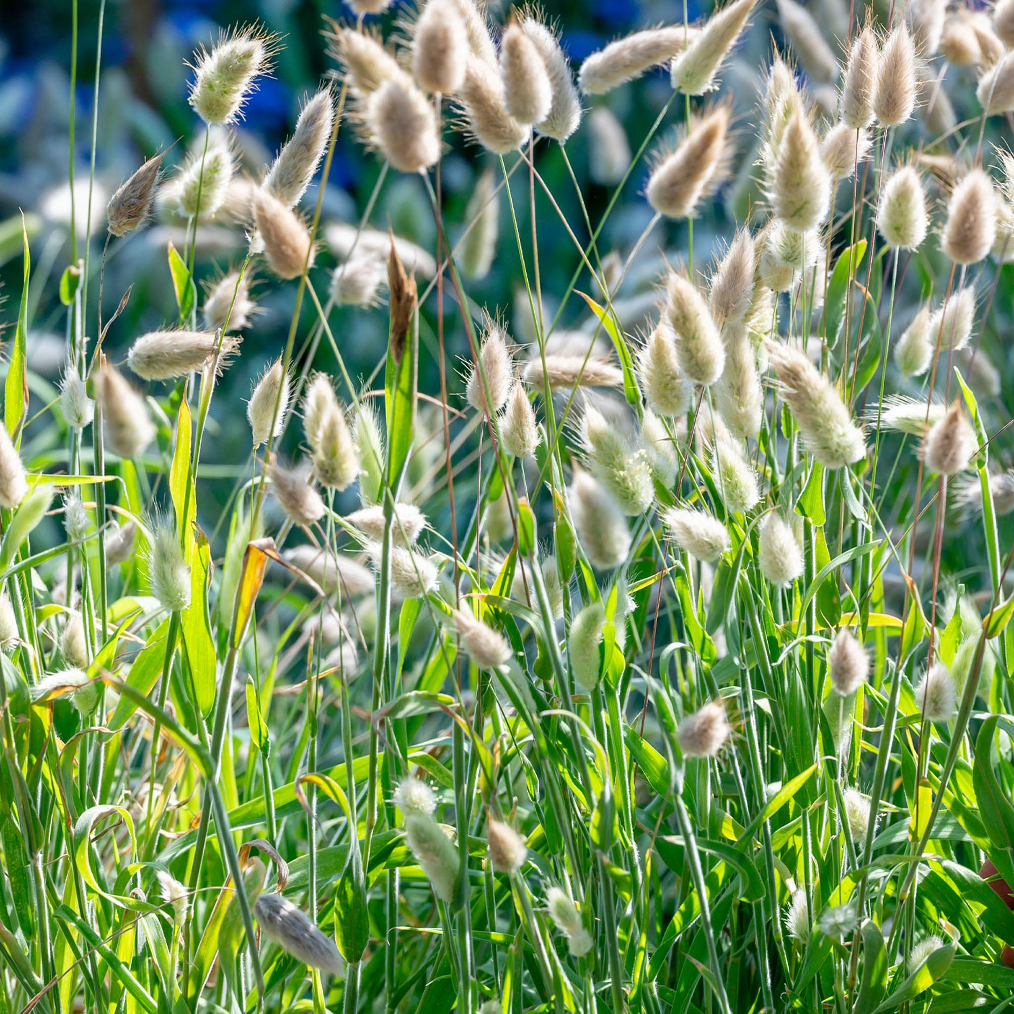 Bunny Ornamental Grass