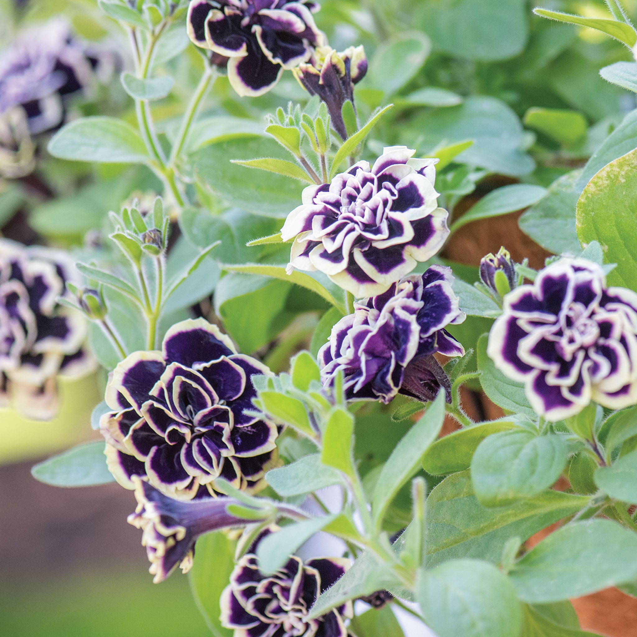 Midnight Gold Petunia