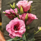 Balboa Rose Lisianthus