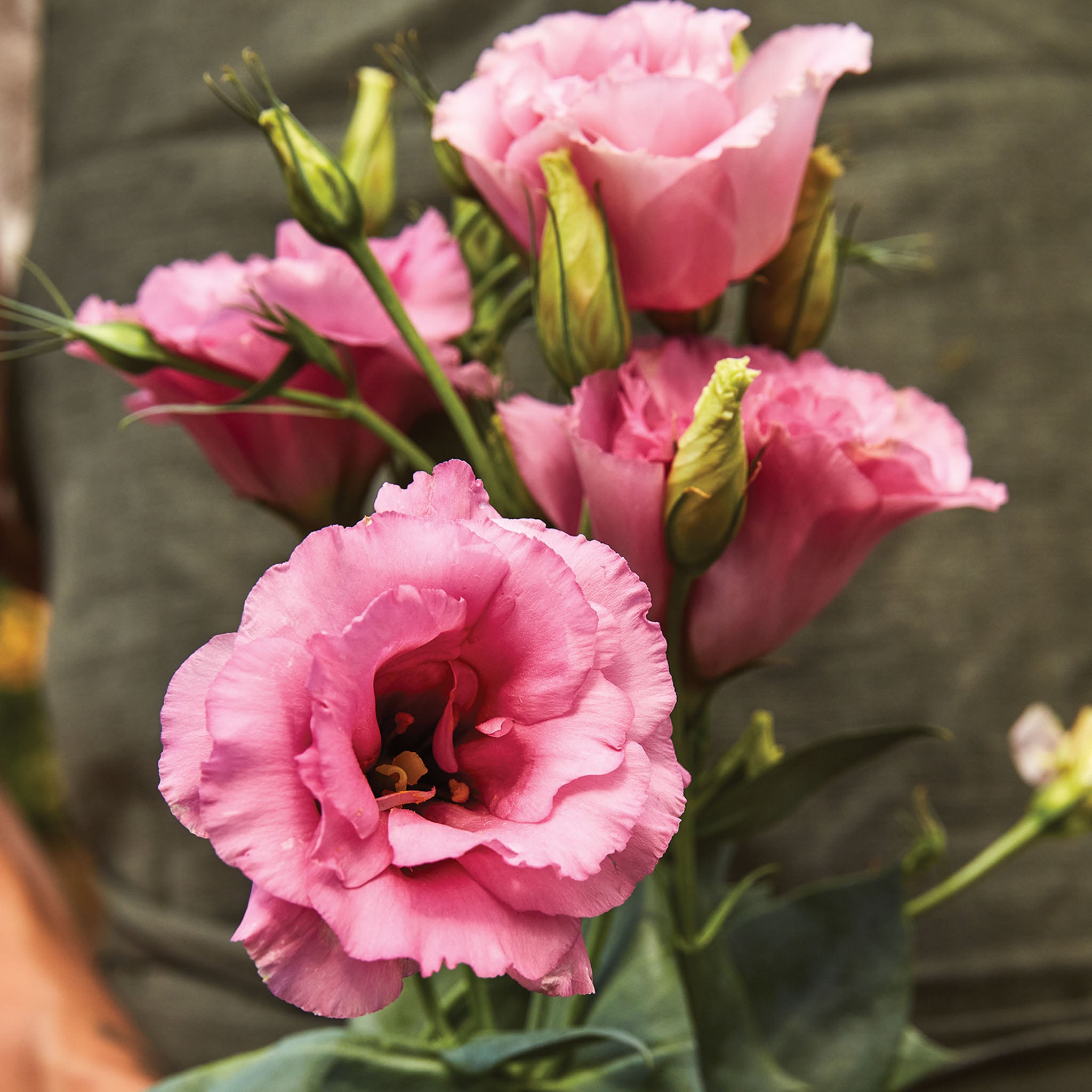 Balboa Rose Lisianthus