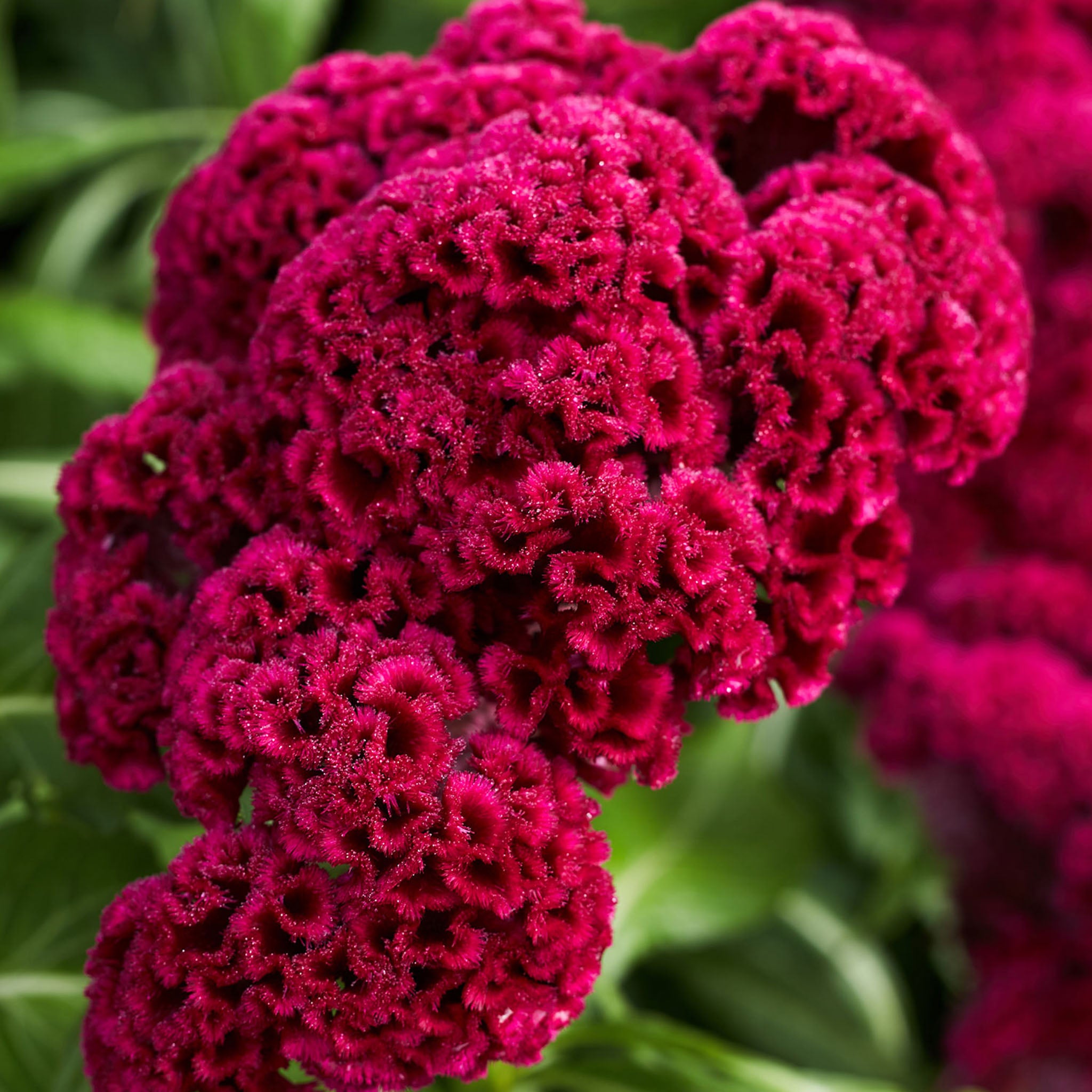 Red Velvet Cake Celosia