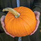 Small Sugar Pumpkin