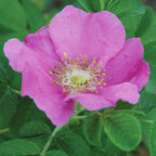 Rubra Rosa Rugosa Bare Root