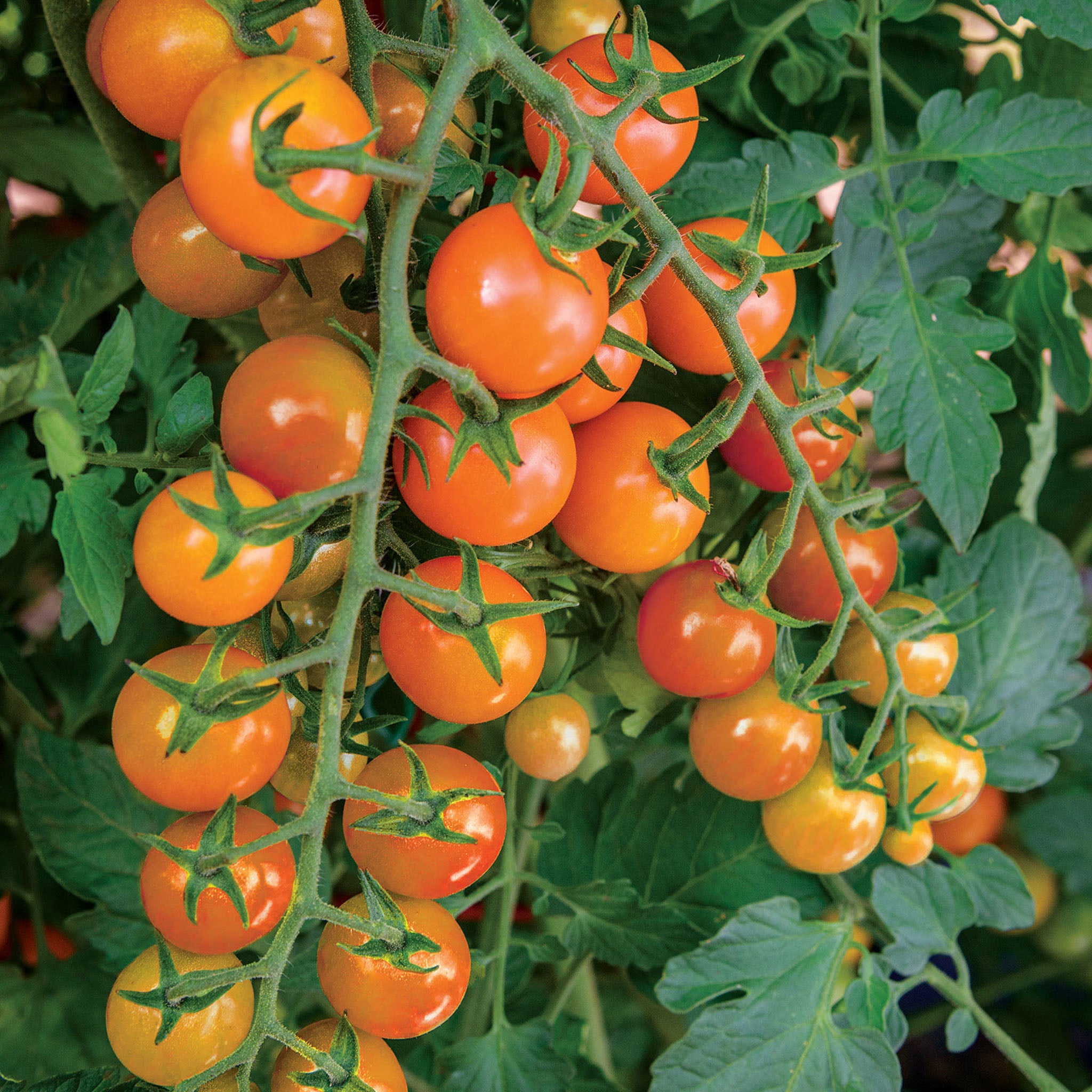 Honeycomb Tomato