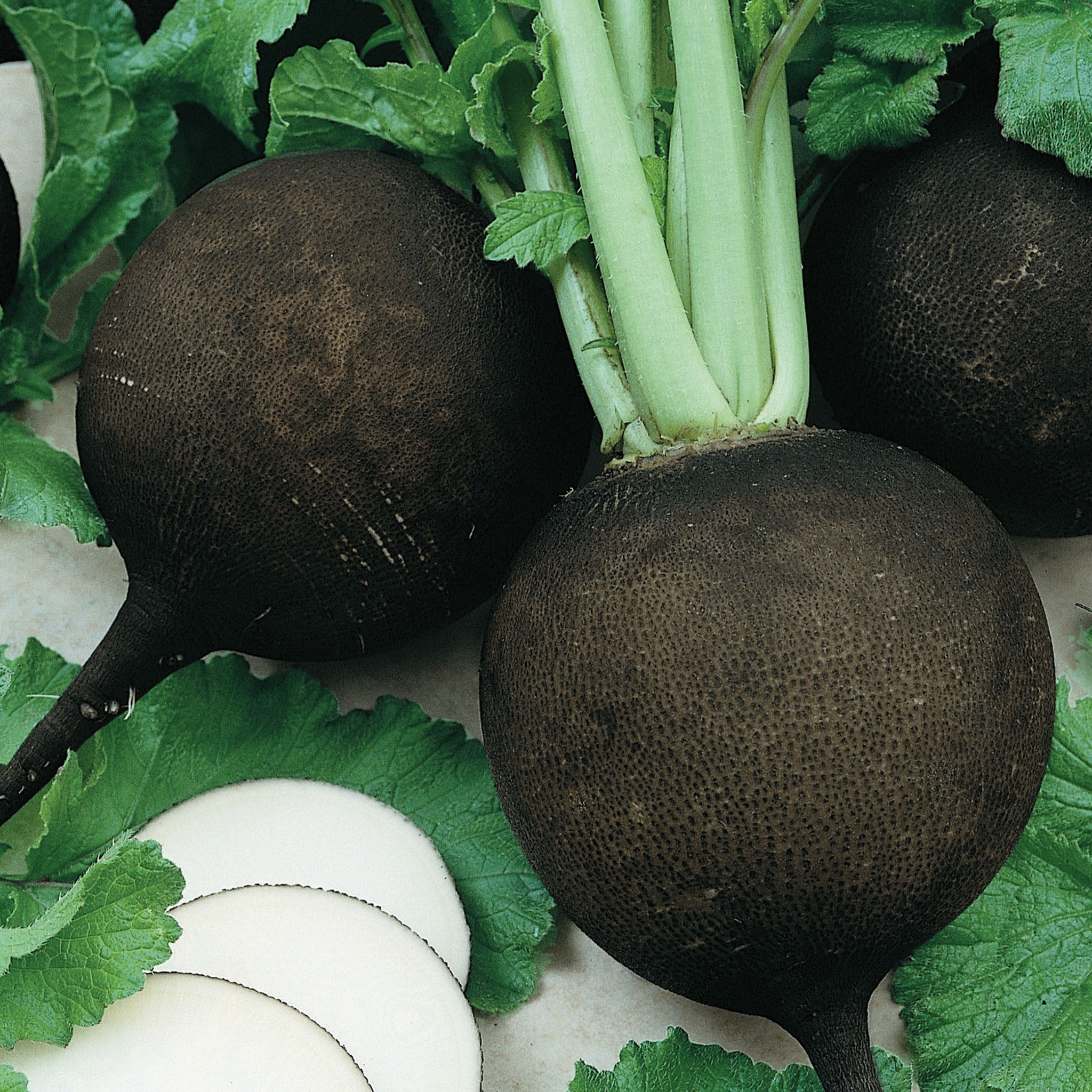 Black Spanish Round Radish