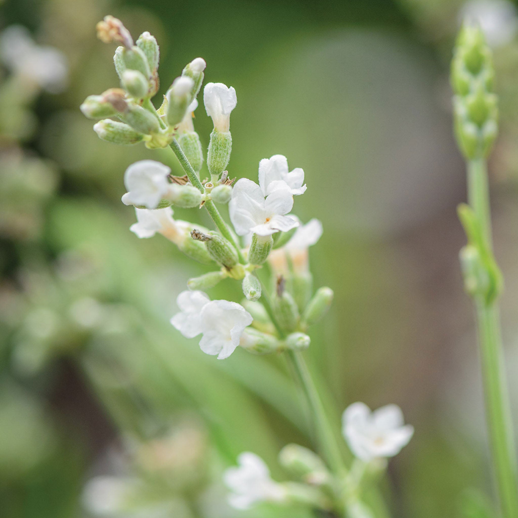 Lacy Frills Lavender