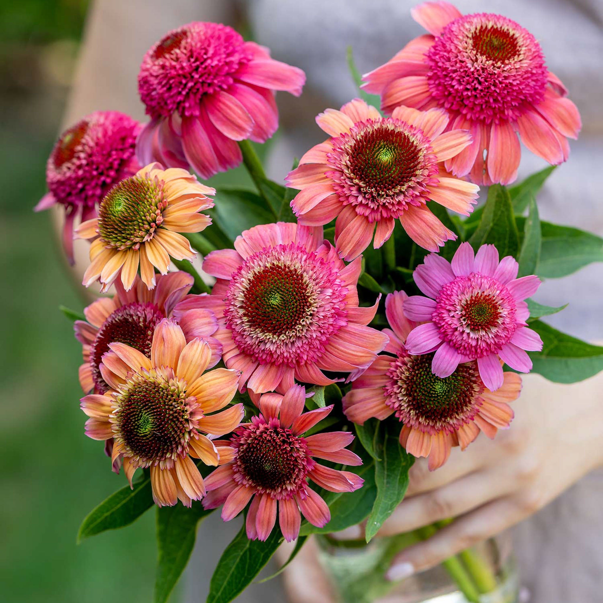 Double Dipped Rainbow Sherbet Echinacea