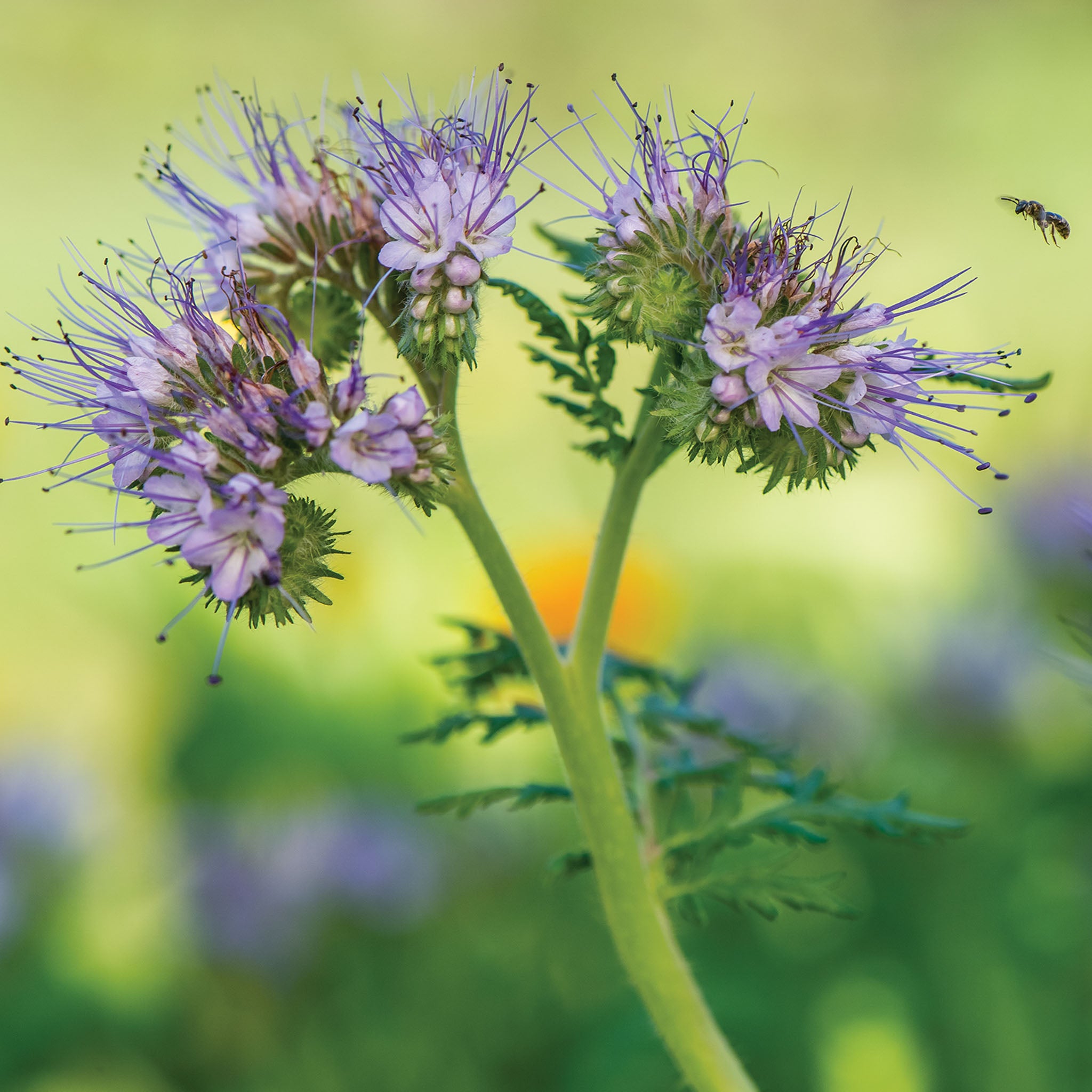 Blue Tansy Phacelia Tanacetifolia