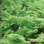 Ostrich Fern