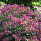 Bellini Grape Crape Myrtle