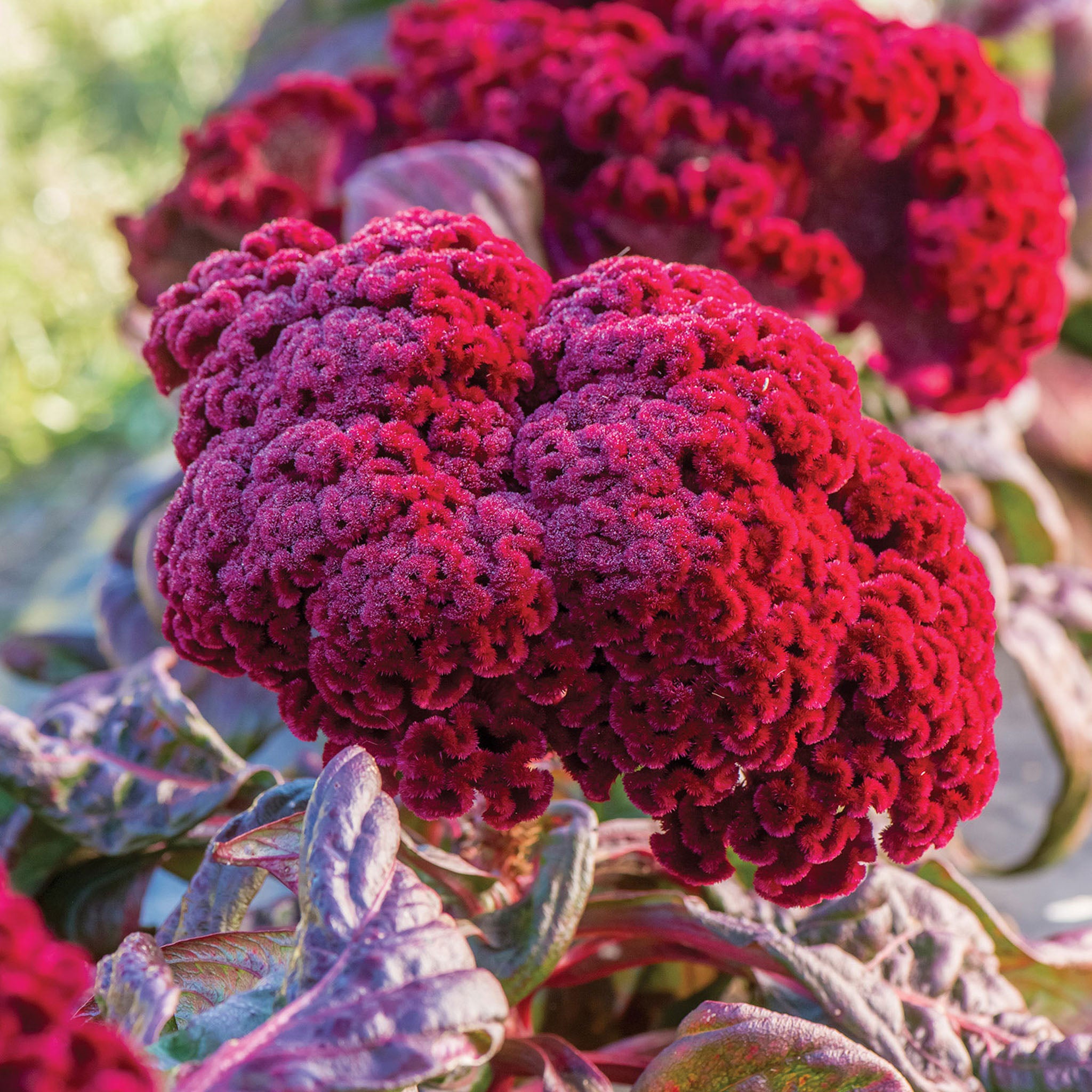 Gypsy Queen Celosia Cristata