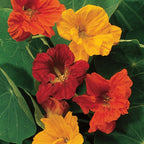Double Dwarf Jewel Mix Nasturtium