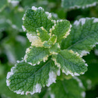 Pineapple Mint