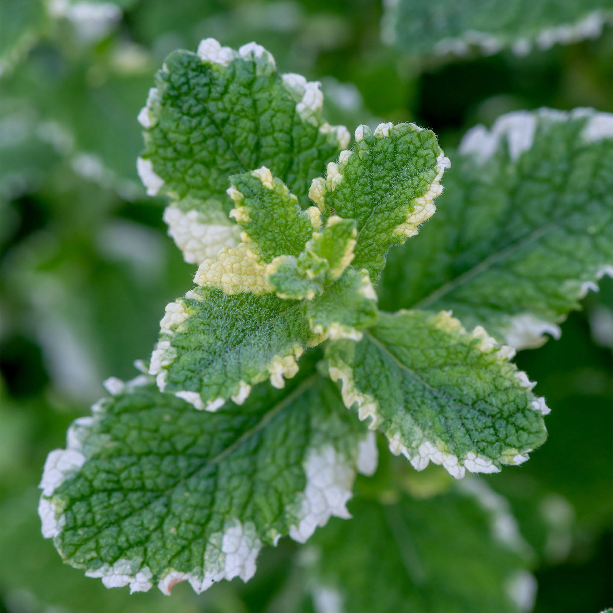Pineapple Mint