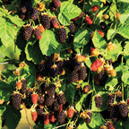 Marionberry