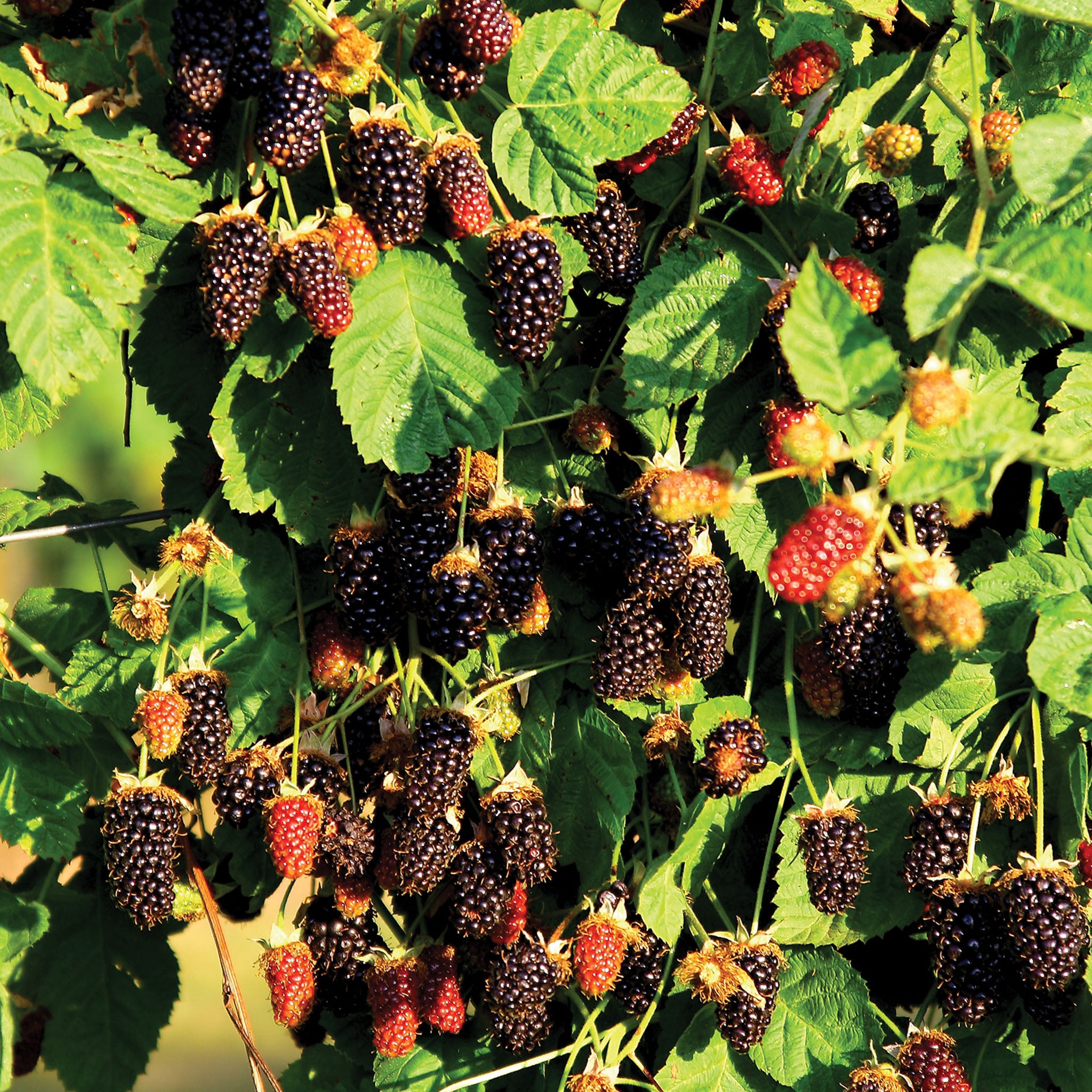 Marionberry