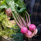 Tokyo Sakura Heart Turnip