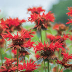 Jacob Cline Monarda