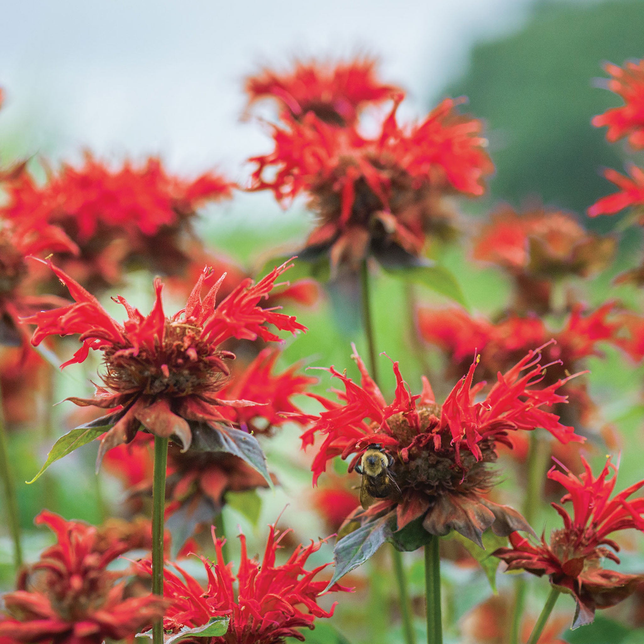 Jacob Cline Monarda