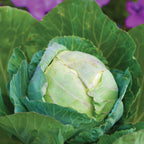 Earliana Cabbage