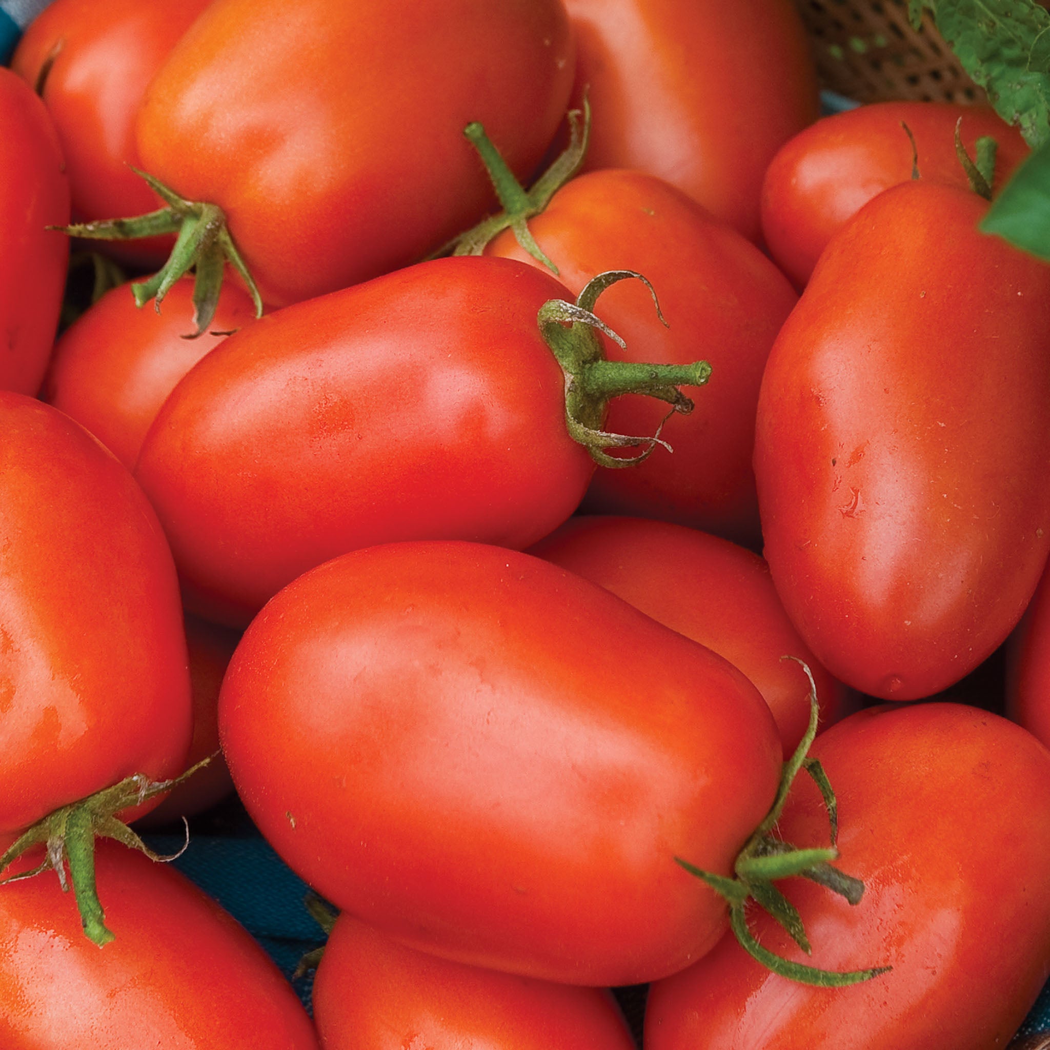 Roma VF Tomato