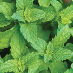 Spearmint Mint
