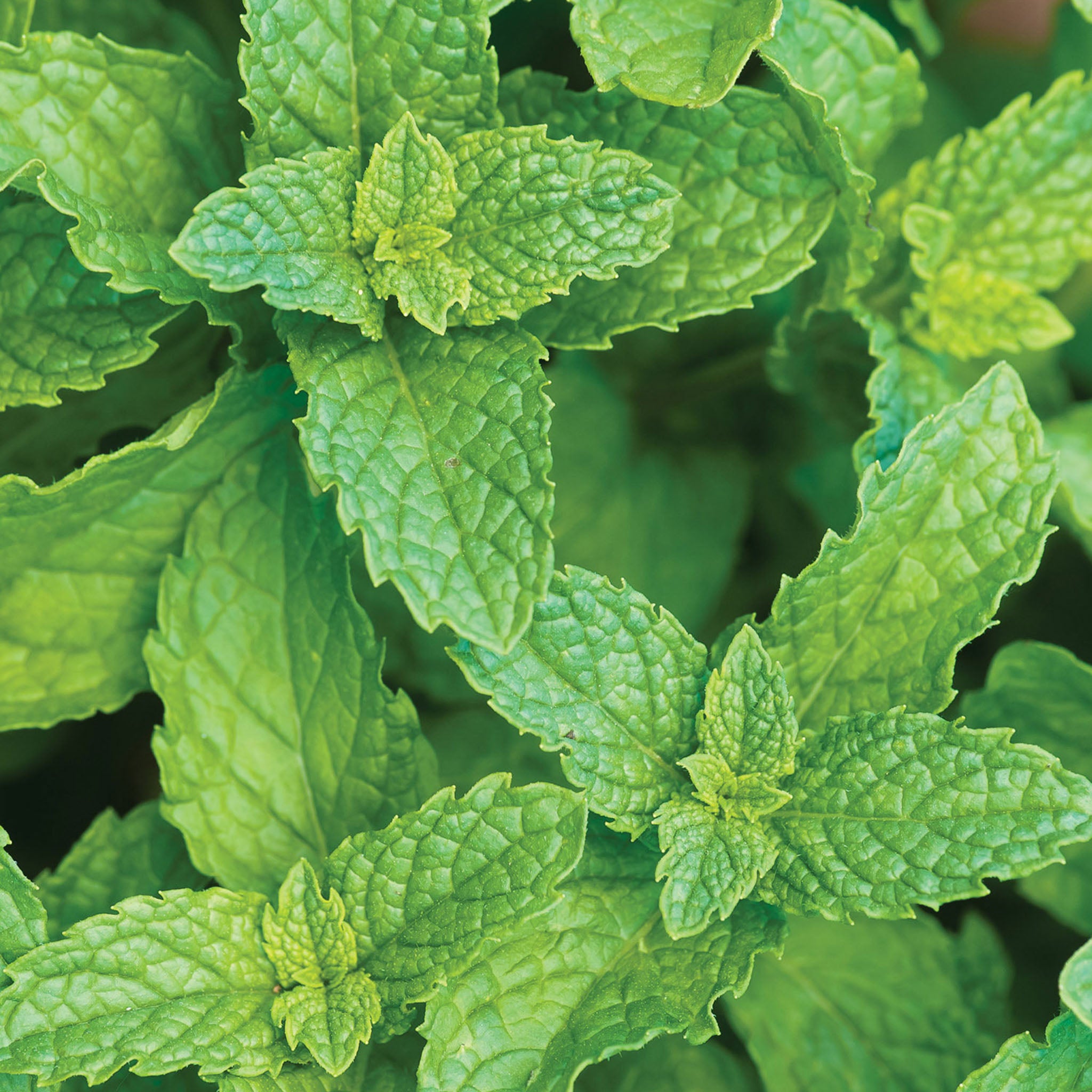 Spearmint Mint