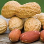 Jumbo Virginia Peanut