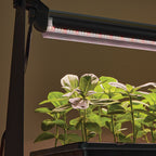 Dynamo LED Grow Light