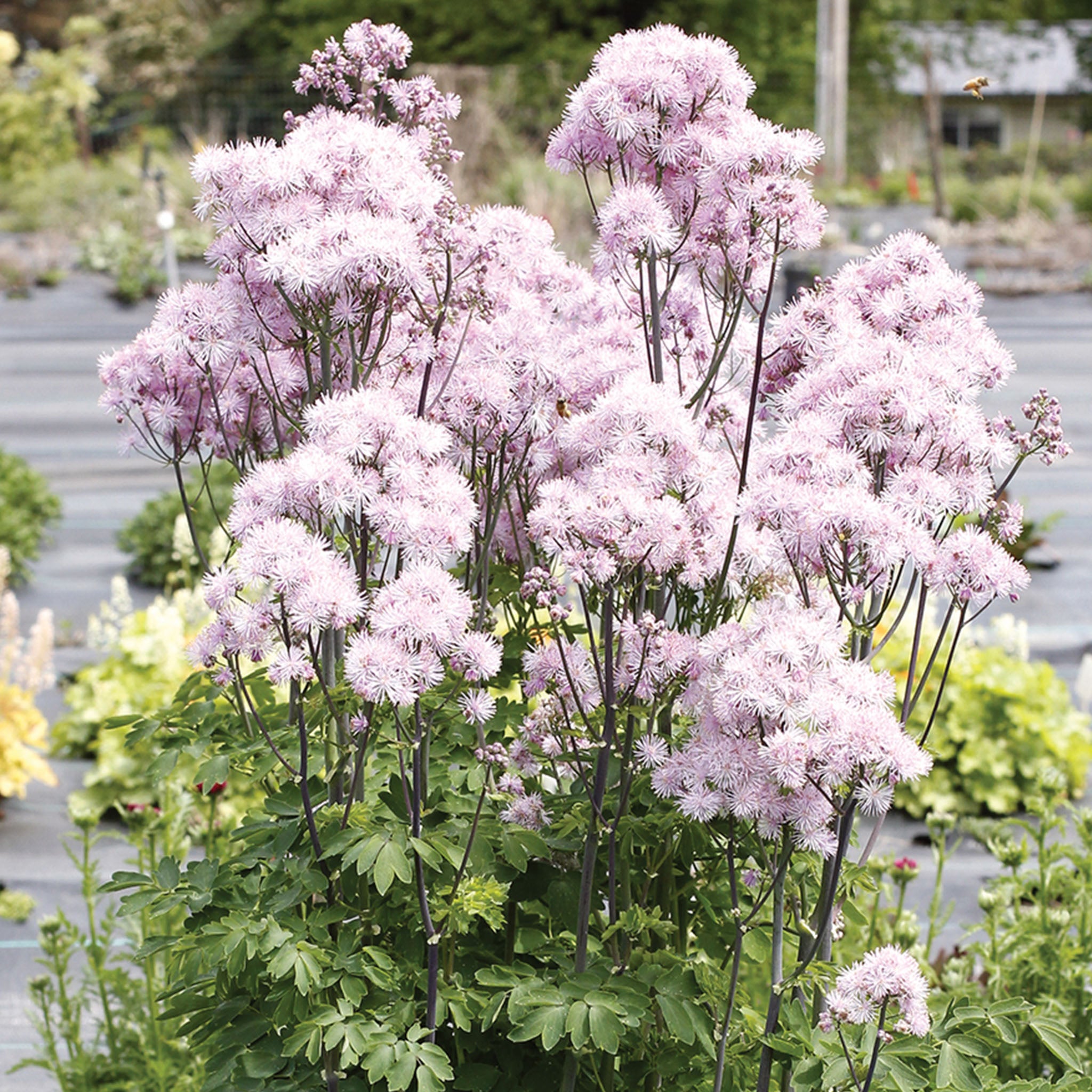 Thalictrum (Meadow Rue) NIMBUS Pink