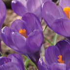 Flower Record Crocus Vernus Bulbs