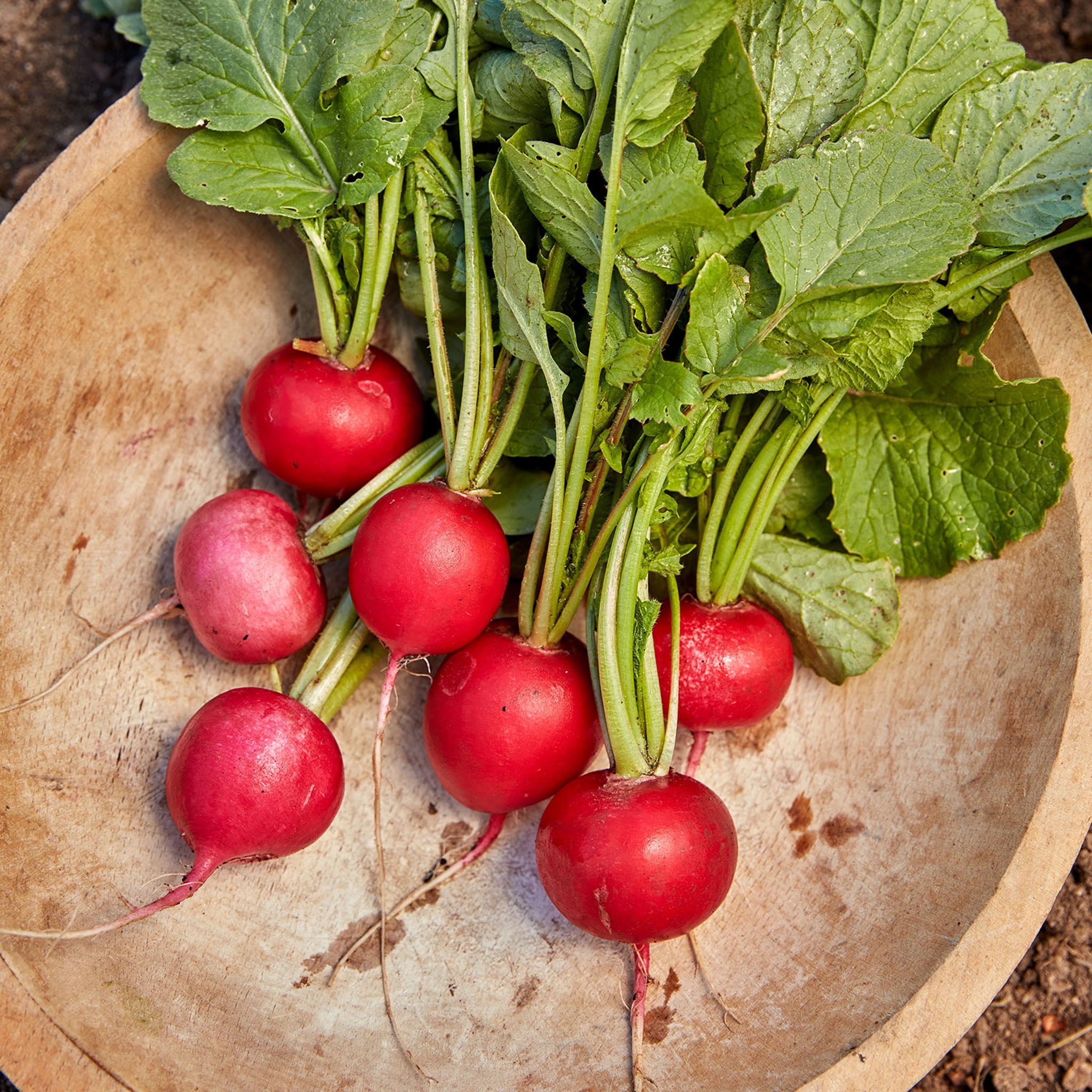 German Giant Radish