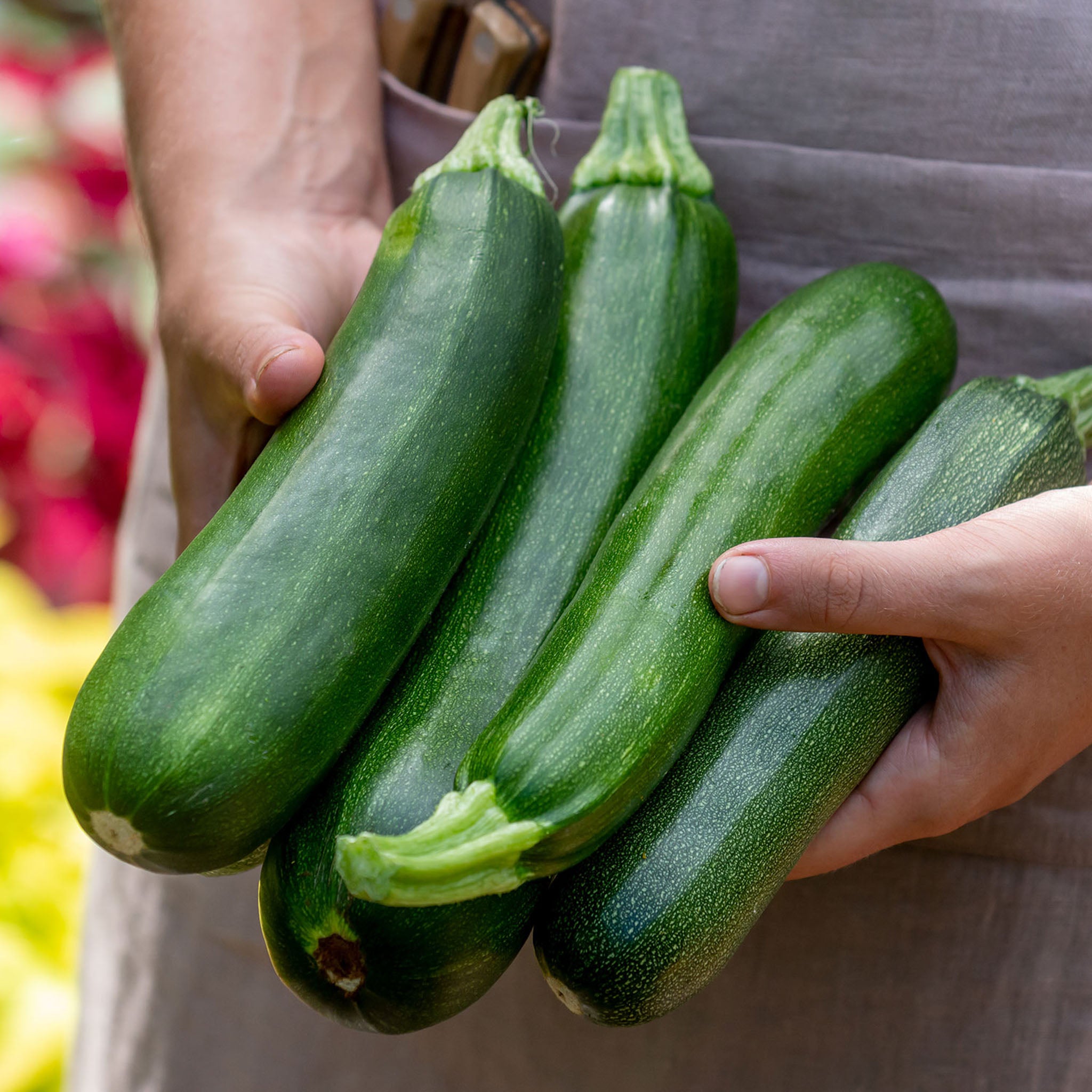 Fordhook Zucchini Summer Squash