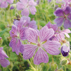 Rozanne Geranium
