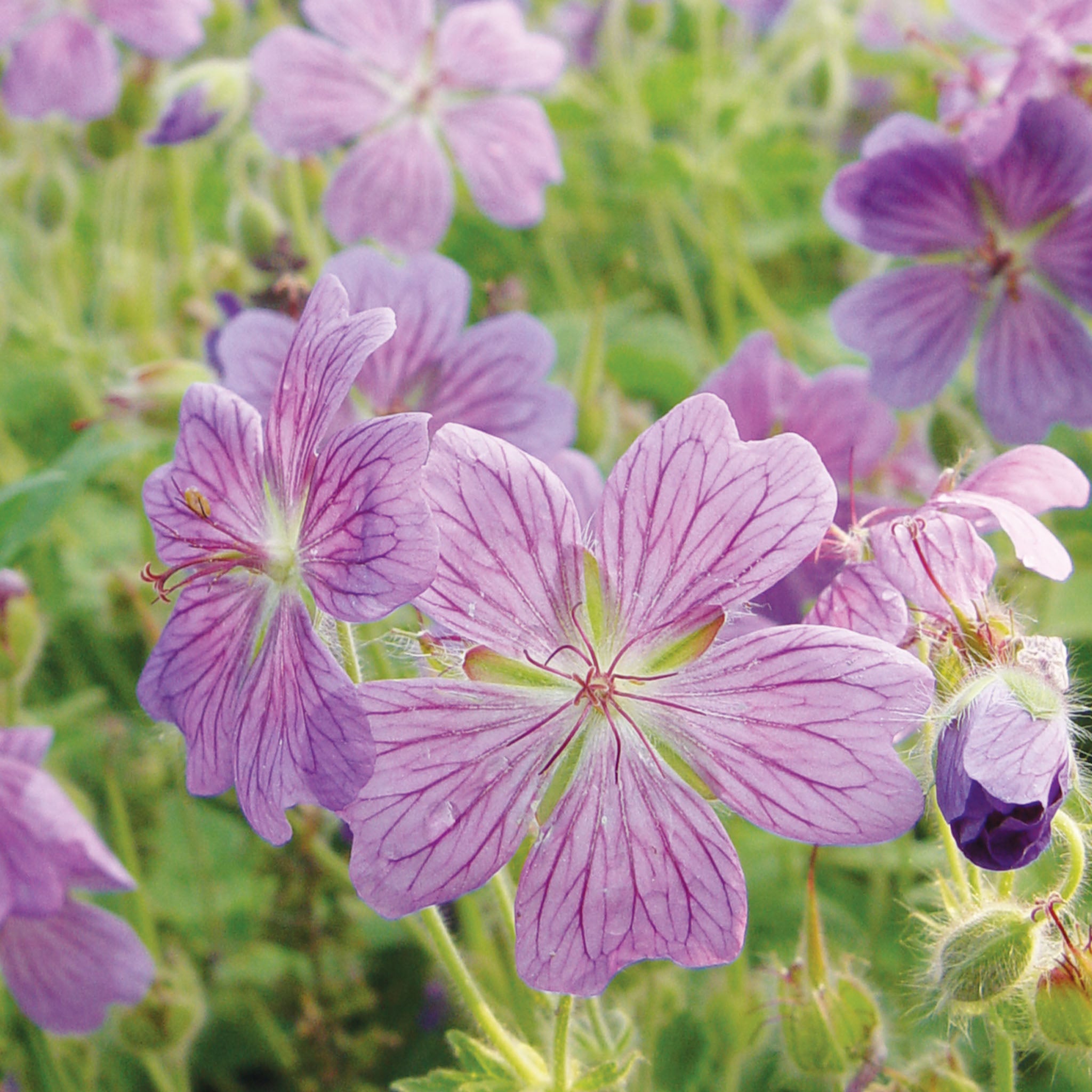 Rozanne Geranium