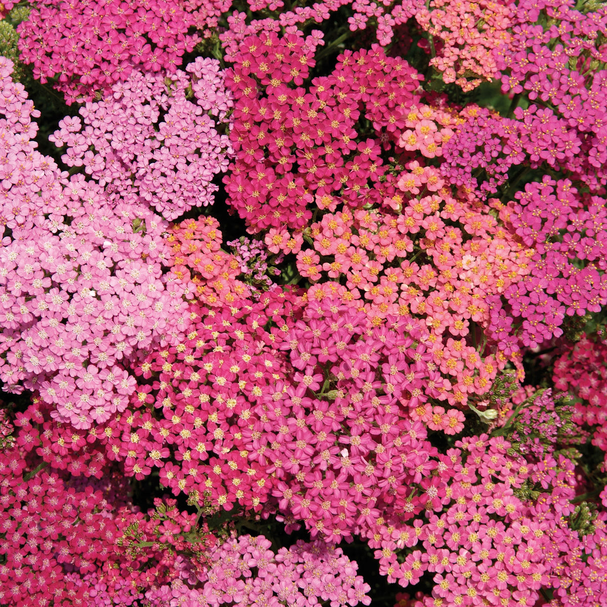 Cherries Jubilee Mix Achillea