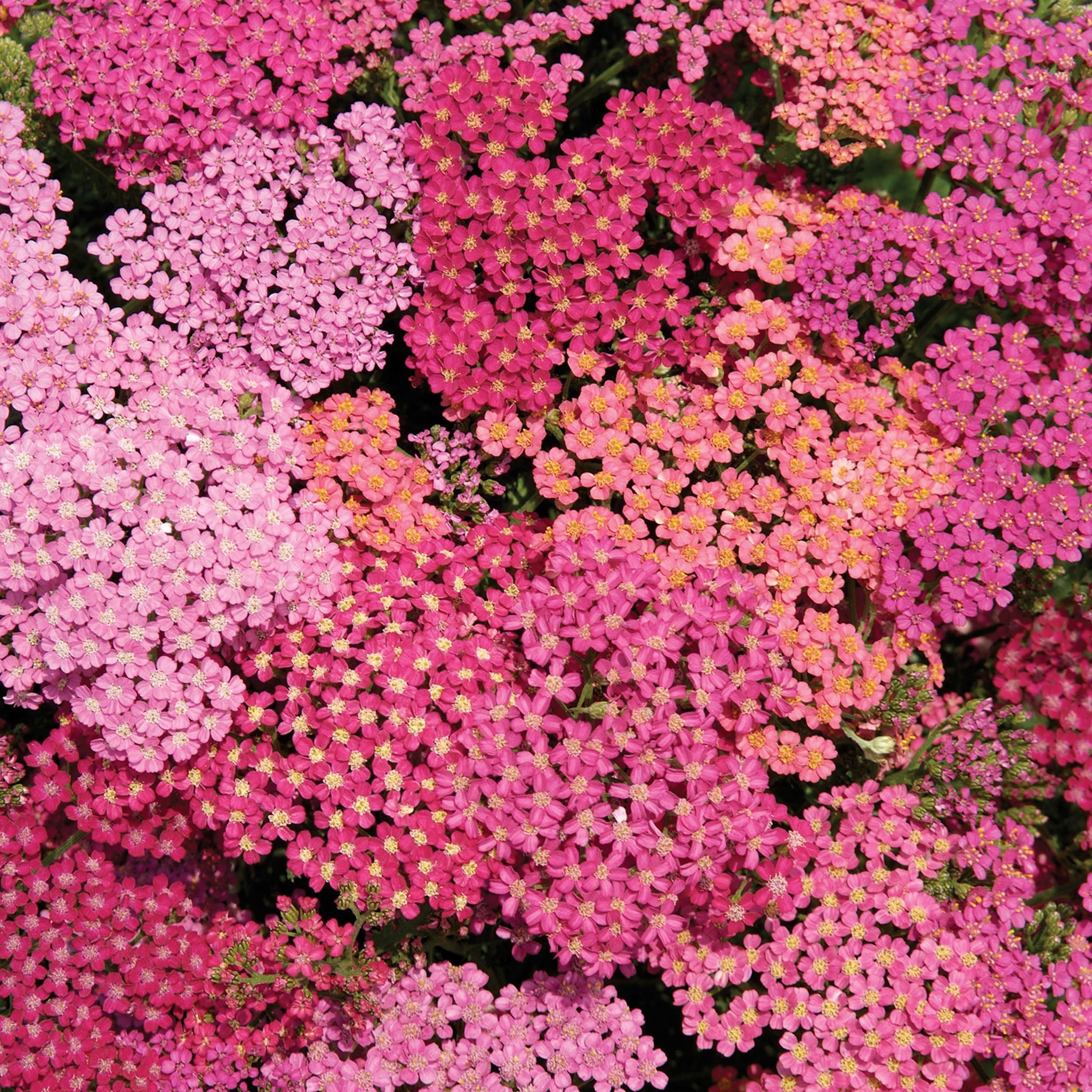 Cherries Jubilee Mix Achillea