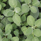 Berggarten Sage Herb