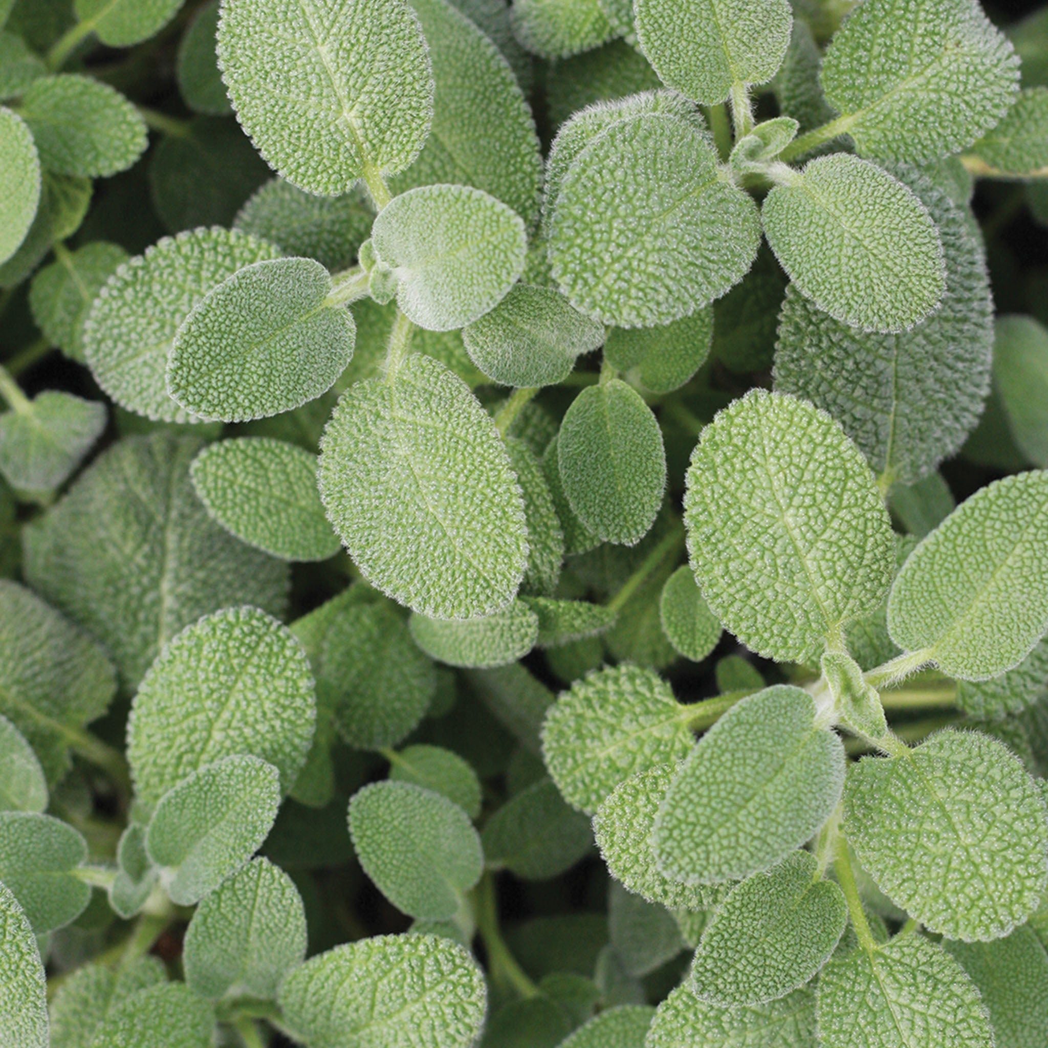 Berggarten Sage Herb